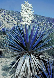 Photo from Sukumaran's 'Blue Yucca' warning design