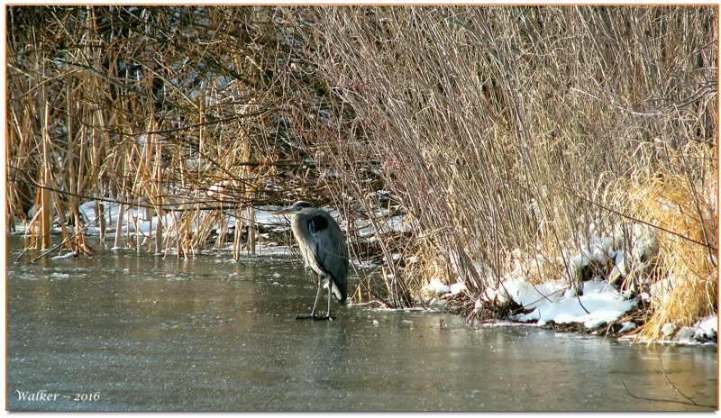 Wetland winter, Minden NV