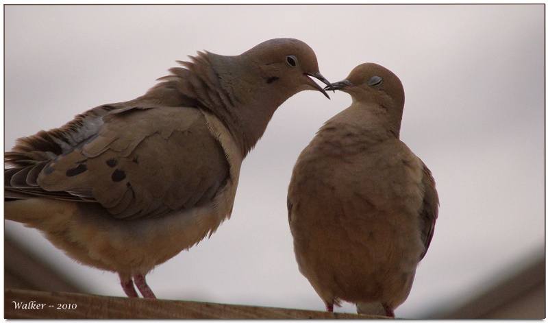 Love Birds