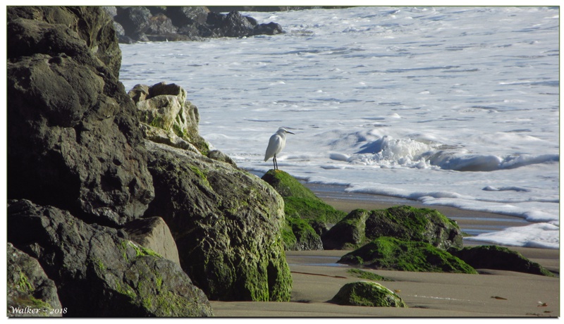 Pacific Cost, Calif.