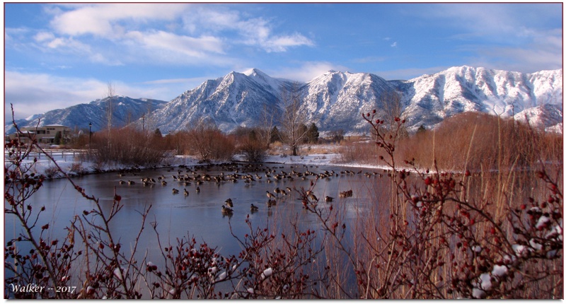 Wildlife on the ice -- Minden, NV